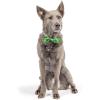 image:imageHuxley amp Kent Bow Tie for Pets  Suds Large  St Patricks Day Bow Tie Collar Attachment  Fun Bow Ties for Dogs amp Cats  Cute Comfortable and Durable  HampK Bow TieIrish Plaid Bow Tie