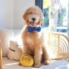 image:imageHuxley amp Kent Pet Bow Tie for Dogs amp Cats  Hanukkah Adjustable Hook amp Loop Collar Accessory  Cute amp Comfortable for Holidays amp Celebrations  Hanukkah Stars amp Dots LargeHanukkah