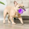 image:imageHuxley amp Kent Funny Dog Toy wSqueaker  Holiday Power Plush Squeaky Dog Toys for Small Dogs  Durable Small Stuffed Animal for Indoor Play amp Fetch  Tiny Tuff Latte My WayIts My Barkday