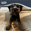 image:imageHuxley amp Kent Funny Dog Toy wSqueaker  Holiday Power Plush Squeaky Dog Toys for Small Dogs  Durable Small Stuffed Animal for Indoor Play amp Fetch  Tiny Tuff Santas MilkBad Dog JackS Whiskey