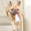 image:imageHuxley amp Kent Funny Dog Toy wSqueaker  Holiday Power Plush Squeaky Dog Toys for Small Dogs  Durable Small Stuffed Animal for Indoor Play amp Fetch  Tiny Tuff Santas MilkPlush