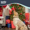 image:imageHuxley amp Kent Funny Dog Toy wSqueaker  Holiday Power Plush Squeaky Dog Toys for Small Medium amp Large Dogs  Soft Stuffed Animal for Indoor Play amp Fetch  Fireball Dragon SmallSnowball Dragon