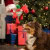 image:imageHuxley amp Kent Funny Dog Toy wSqueaker  Holiday Power Plush Squeaky Dog Toys for Small Medium amp Large Dogs  Soft Stuffed Animal for Indoor Play amp Fetch  Fireball Dragon SmallSnowball Dragon