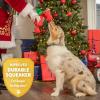 image:imageHuxley amp Kent Funny Dog Toy wSqueaker  Holiday Power Plush Squeaky Dog Toys for Small Medium amp Large Dogs  Soft Stuffed Animal for Indoor Play amp Fetch  Fireball Dragon SmallSnowball Dragon