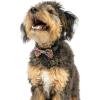 image:imageHuxley amp Kent Pet Bow Tie for Dogs amp Cats  Thanksgving Fall Adjustable Hook amp Loop Collar Accessory  Cute amp Comfortable for Holidays amp Celebrations  What Me Worry Turkey LargeCoffee to GoGo