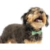 image:imageHuxley amp Kent Pet Bow Tie for Dogs amp Cats  Thanksgving Fall Adjustable Hook amp Loop Collar Accessory  Cute amp Comfortable for Holidays amp Celebrations  What Me Worry Turkey LargeHappy Camper