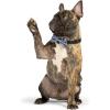 image:imageHuxley amp Kent Pet Bow Tie for Dogs amp Cats  Thanksgving Fall Adjustable Hook amp Loop Collar Accessory  Cute amp Comfortable for Holidays amp Celebrations  What Me Worry Turkey LargeI Only Have Pies for You