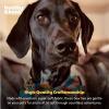 image:imageHuxley amp Kent Pet Bow Tie for Dogs amp Cats  Thanksgving Fall Adjustable Hook amp Loop Collar Accessory  Cute amp Comfortable for Holidays amp Celebrations  What Me Worry Turkey LargeFall Check