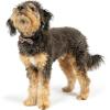 image:imageHuxley amp Kent Pet Bow Tie for Dogs amp Cats  Thanksgving Fall Adjustable Hook amp Loop Collar Accessory  Cute amp Comfortable for Holidays amp Celebrations  What Me Worry Turkey LargeCoffee to GoGo