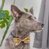 image:imageHuxley amp Kent Pet Bow Tie for Dogs amp Cats  Thanksgving Fall Adjustable Hook amp Loop Collar Accessory  Cute amp Comfortable for Holidays amp Celebrations  What Me Worry Turkey LargeTurkey Dinner