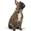 image:imageHuxley amp Kent Pet Bow Tie for Dogs amp Cats  Thanksgving Fall Adjustable Hook amp Loop Collar Accessory  Cute amp Comfortable for Holidays amp Celebrations  What Me Worry Turkey LargeCoffee to GoGo
