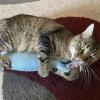 image:imageHuxley amp Kent Kicker Plush Cat Toy  Interactive Catnip Toy for Cats amp Kittens  Soft Canvas for Kicking amp Batting  Fun Indoor Play  Purrrties KickerSardine