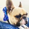 image:imageHuxley amp Kent Pet Bow Tie for Dogs amp Cats  Adjustable Hook amp Loop Collar Accessory  Cute amp Comfortable for Holidays amp Celebrations  Lime Madras SmallWhale Watch