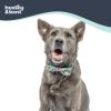 image:imageHuxley amp Kent Pet Bow Tie for Dogs amp Cats  Adjustable Hook amp Loop Collar Accessory  Cute amp Comfortable for Holidays amp Celebrations  Lime Madras SmallYard Birds