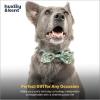 image:imageHuxley amp Kent Pet Bow Tie for Dogs amp Cats  Adjustable Hook amp Loop Collar Accessory  Cute amp Comfortable for Holidays amp Celebrations  Lime Madras SmallIm Prickly Cactus