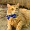 image:imageHuxley amp Kent Pet Bow Tie for Dogs amp Cats  Adjustable Hook amp Loop Collar Accessory  Cute amp Comfortable for Holidays amp Celebrations  Lime Madras SmallWhale Watch