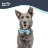 image:imageHuxley amp Kent Pet Bow Tie for Dogs amp Cats  Adjustable Hook amp Loop Collar Accessory  Cute amp Comfortable for Holidays amp Celebrations  Lime Madras SmallBusy Bees