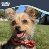 image:imageHuxley amp Kent Pet Bow Tie for Dogs amp Cats  Halloween Adjustable Hook amp Loop Collar Accessory  Cute amp Comfortable for Holidays amp Celebrations  PlaidOLantern SmallGhostbusters
