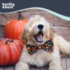 image:imageHuxley amp Kent Pet Bow Tie for Dogs amp Cats  Halloween Adjustable Hook amp Loop Collar Accessory  Cute amp Comfortable for Holidays amp Celebrations  Witchs Brew LargeTrick or Treat