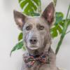 image:imageHuxley amp Kent Pet Bow Tie for Dogs amp Cats  Halloween Adjustable Hook amp Loop Collar Accessory  Cute amp Comfortable for Holidays amp Celebrations  Witchs Brew LargeCreepy Candy