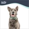 image:imageHuxley amp Kent Pet Bow Tie for Dogs amp Cats  Spring Easter Adjustable Hook amp Loop Collar Accessory  Cute amp Comfortable for Holidays amp Celebrations  Funny Bunny SmallIm Prickly Cactus