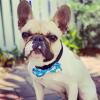 image:imageHuxley amp Kent Pet Bow Tie for Dogs amp Cats  Spring Easter Adjustable Hook amp Loop Collar Accessory  Cute amp Comfortable for Holidays amp Celebrations  Funny Bunny SmallFlower Child