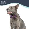image:imageHuxley amp Kent Pet Bow Tie for Dogs amp Cats  Spring Easter Adjustable Hook amp Loop Collar Accessory  Cute amp Comfortable for Holidays amp Celebrations  Funny Bunny SmallSummer Icons