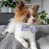 image:imageHuxley amp Kent Pet Bow Tie for Dogs amp Cats  Spring Easter Adjustable Hook amp Loop Collar Accessory  Cute amp Comfortable for Holidays amp Celebrations  Funny Bunny SmallFunny Bunny