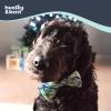 image:imageHuxley amp Kent Pet Bow Tie for Dogs amp Cats  Spring Easter Adjustable Hook amp Loop Collar Accessory  Cute amp Comfortable for Holidays amp Celebrations  Funny Bunny SmallLime Madras