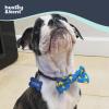 image:imageHuxley amp Kent Pet Bow Tie for Dogs amp Cats  Spring Easter Adjustable Hook amp Loop Collar Accessory  Cute amp Comfortable for Holidays amp Celebrations  Funny Bunny SmallLucky Ducky