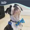 image:imageHuxley amp Kent Pet Bow Tie for Dogs amp Cats  Spring Easter Adjustable Hook amp Loop Collar Accessory  Cute amp Comfortable for Holidays amp Celebrations  Funny Bunny SmallLucky Ducky