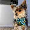 image:imageHuxley amp Kent Pet Pinwheel  Lavender Lemon Small  Spring Collar Accessory for DogsCats  Bow Collar Attachment  Cute Comfortable Accessory  HampK Pinwheel for PetsLucky Ducky