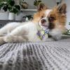 image:imageHuxley amp Kent Pet Pinwheel  Lavender Lemon Small  Spring Collar Accessory for DogsCats  Bow Collar Attachment  Cute Comfortable Accessory  HampK Pinwheel for PetsLavender Lemon