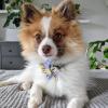 image:imageHuxley amp Kent Pet Pinwheel  Lavender Lemon Small  Spring Collar Accessory for DogsCats  Bow Collar Attachment  Cute Comfortable Accessory  HampK Pinwheel for PetsLavender Lemon