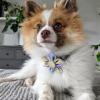 image:imageHuxley amp Kent Pet Pinwheel  Lavender Lemon Small  Spring Collar Accessory for DogsCats  Bow Collar Attachment  Cute Comfortable Accessory  HampK Pinwheel for PetsLavender Lemon