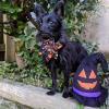 image:imageHuxley amp Kent Pet Pinwheel Bow for Dogs amp Cats  Halloween Adjustable Hook amp Loop Collar Accessory  Cute amp Comfortable for Holidays amp Celebrations  Candy Corn SmallTrick or Treat
