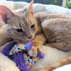 image:imageHuxley amp Kent Plush Cat Toy  Interactive Catnip Toy for Cats amp Kittens  Soft with Crinkle amp Catnip  Fun Indoor Play  Im Sweet LollipopParty Hats