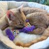 image:imageHuxley amp Kent Plush Cat Toy  Interactive Catnip Toy for Cats amp Kittens  Soft with Crinkle amp Catnip  Fun Indoor Play  Im Sweet LollipopParty Hats