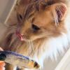 image:imageHuxley amp Kent Plush Cat Toy  Interactive Catnip Toy for Cats amp Kittens  Soft with Crinkle amp Catnip  Fun Indoor Play  Im Sweet LollipopSardine