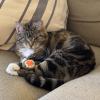 image:imageHuxley amp Kent Plush Cat Toy  Interactive Catnip Toy for Cats amp Kittens  Soft with Crinkle amp Catnip  Fun Indoor Play  Im Sweet LollipopSushi