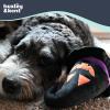 image:imageHuxley amp Kent for Dogs  Sugar Skull Pumpkin  Halloween Power Plush Dog Toy with Squeaker  Funny Dog Toy Gift  Fun Durable and Safe  HampK Squeaky Dog ToysOne Size