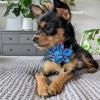 image:imageHuxley amp Kent 4th of July Dog Bundle  Small  Lil Firecracker Bone amp Firecracker Pinwheel  Plush Squeaky Crinkle Dog Toy amp Collar Accessory