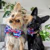 image:imageHuxley amp Kent Bow Tie for Pets  Firecrackers ExtraLarge  4th of July Collar Attachment  Fun Bow Ties for Dogs amp Cats  Cute Comfortable and Durable  HampK Bow TieAmerican Tie Dye