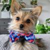 image:imageHuxley amp Kent Bow Tie for Pets  Firecrackers ExtraLarge  4th of July Collar Attachment  Fun Bow Ties for Dogs amp Cats  Cute Comfortable and Durable  HampK Bow TieAmerican Tie Dye