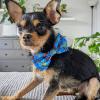 image:imageHuxley amp Kent Bow Tie for Pets  Firecrackers ExtraLarge  4th of July Collar Attachment  Fun Bow Ties for Dogs amp Cats  Cute Comfortable and Durable  HampK Bow TieFirecrackers