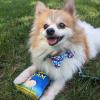 image:imageHuxley amp Kent Pet Bow Tie for Dogs amp Cats  4th of July Adjustable Hook amp Loop Collar Accessory  Cute amp Comfortable for Holidays amp Celebrations  Patriots for Peace ExtraLargeBoston Pops