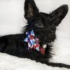 image:imageHuxley amp Kent Pet Pinwheel  4th of July  Spring Collar Accessory for DogsCats  Valentines Day Bow Collar Attachment  Cute Comfortable Accessory  HampK Pinwheel for PetsPicnic Check