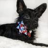 image:imageHuxley amp Kent Pet Pinwheel  4th of July  Spring Collar Accessory for DogsCats  Valentines Day Bow Collar Attachment  Cute Comfortable Accessory  HampK Pinwheel for PetsPicnic Check