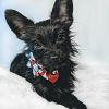 image:imageHuxley amp Kent Pet Pinwheel  4th of July  Spring Collar Accessory for DogsCats  Valentines Day Bow Collar Attachment  Cute Comfortable Accessory  HampK Pinwheel for PetsPicnic Check