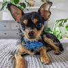 image:imageHuxley amp Kent Pet Pinwheel  4th of July  Spring Collar Accessory for DogsCats  Valentines Day Bow Collar Attachment  Cute Comfortable Accessory  HampK Pinwheel for PetsFirecrackers